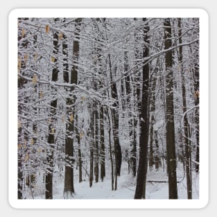 Winter Trees, Knox State Park, February 2013 Sticker